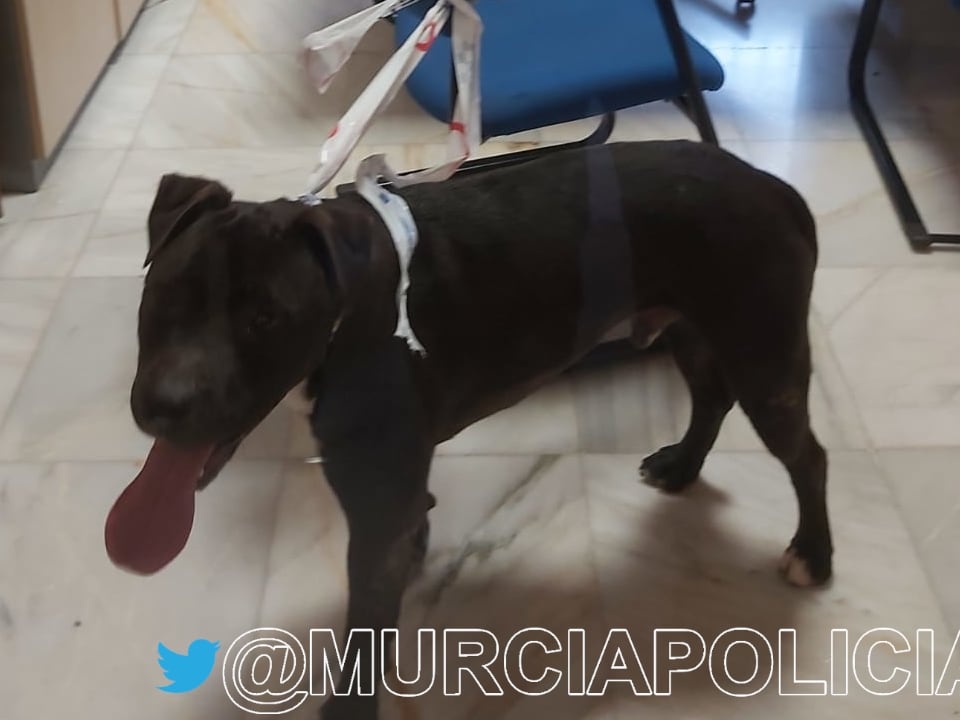 Un perro se cuela en una misa de Murcia