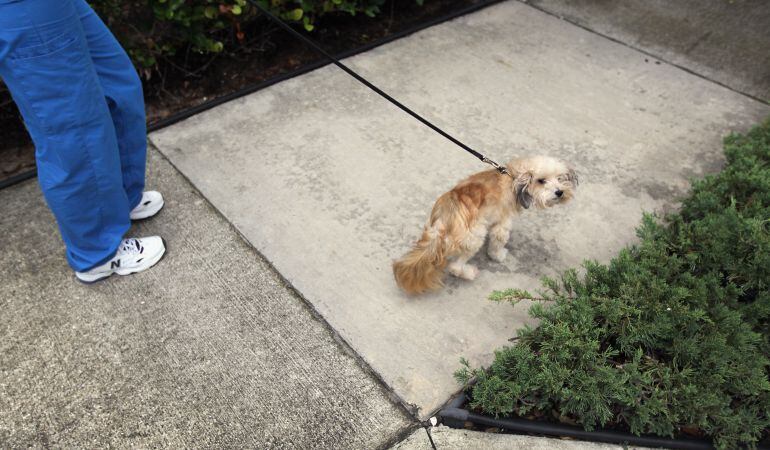 Las bolsas, que se entregan a domicilio, son biodegradables.