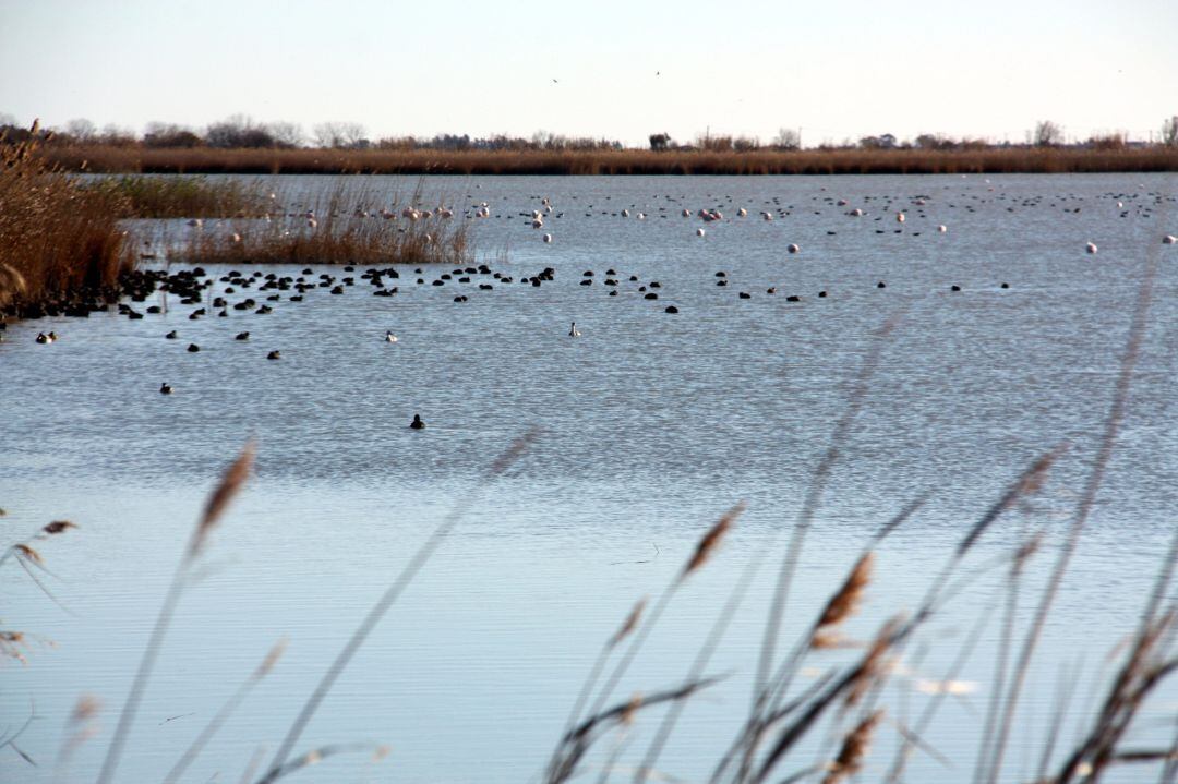 Vista general d&#039;aus a la zona de la llacuna de l&#039;Encanyissada, al parc natural del delta de l&#039;Ebre. Imatge del 4 de febrer de 2018. (horitzontal)