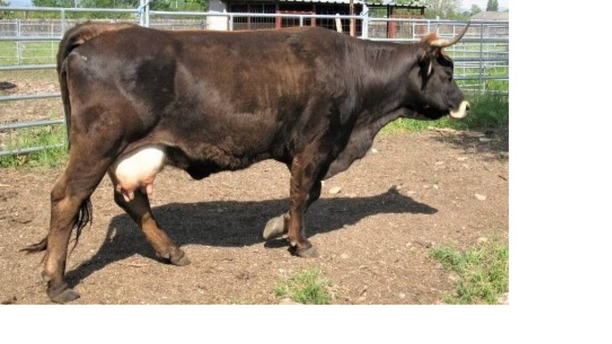 La Diputación pacta con la UNED la recuperación de la raza Mantequera Leonesa