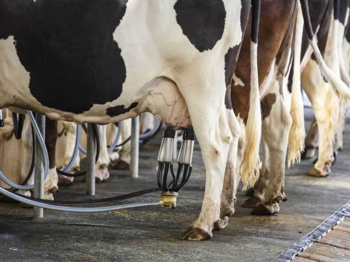 Upa Palencia: 2018 ha sido un buen año para el cereal pero negativo para la ganadería de leche