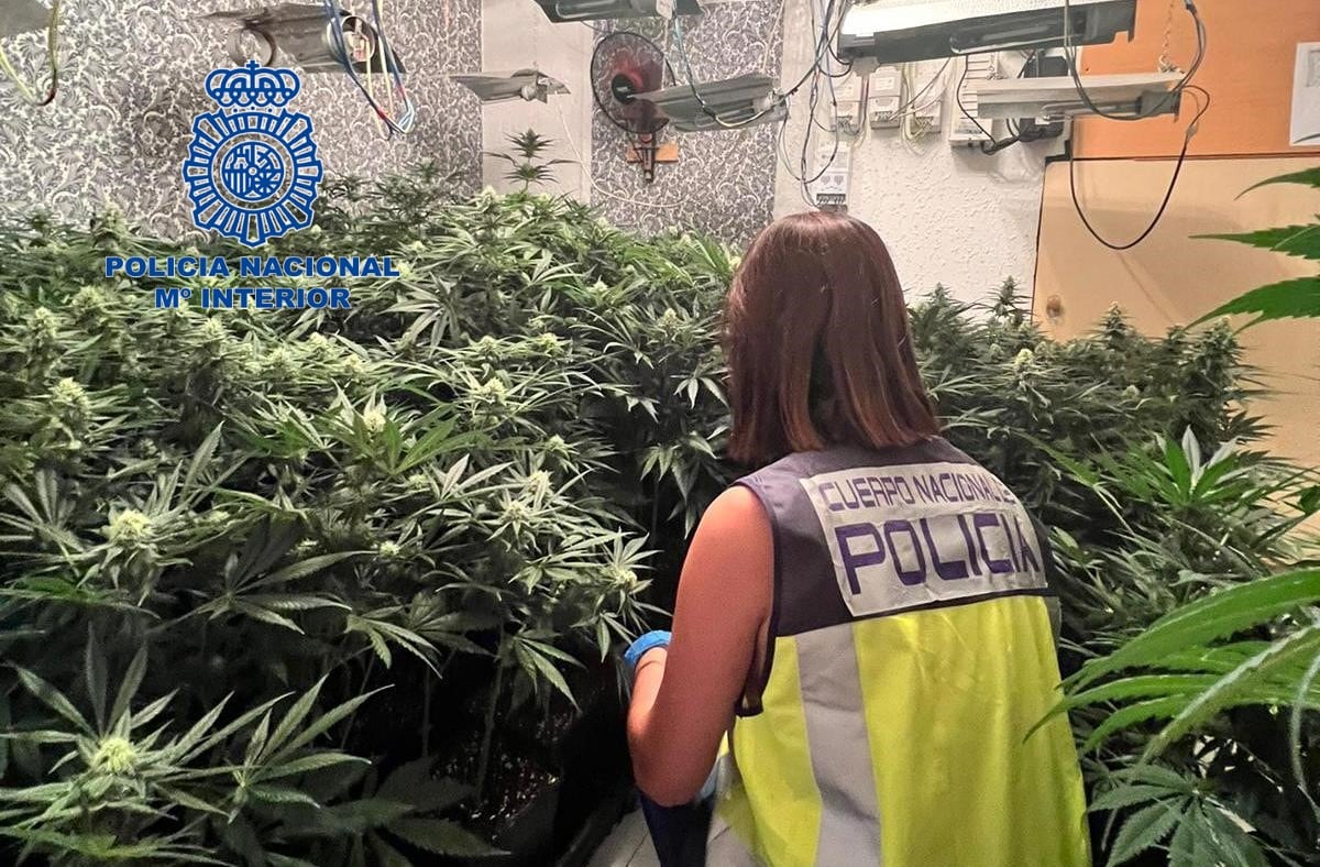 La Policía Nacional detiene a una mujer en Torrent por cultivar 130 plantas de marihuana