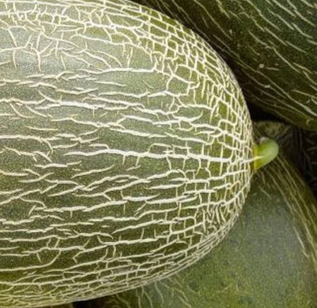 Melón &#039;piel de sapo&#039;, característico de La Mancha