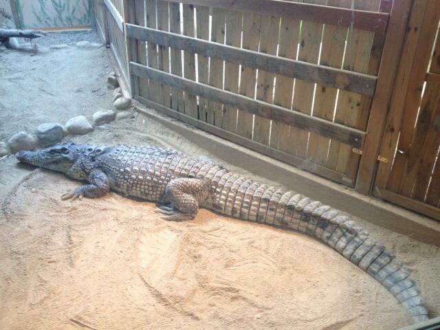 Un dels dos cocodrils que hi ha al Centre i que un turista va portar del Nil