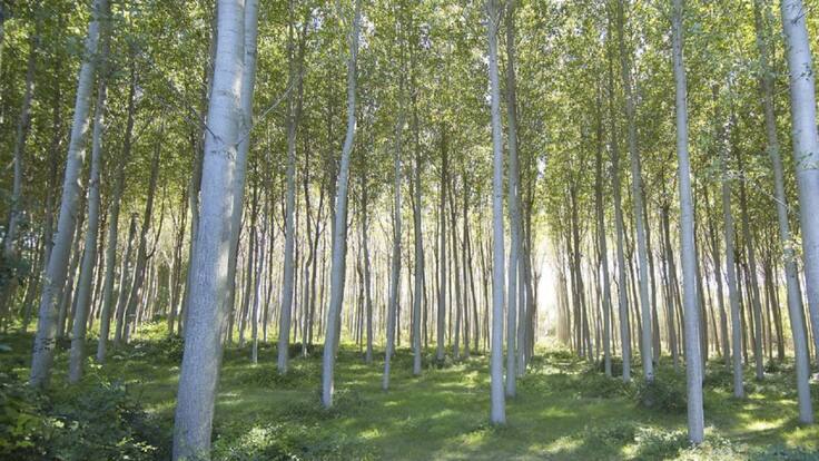 La importancia de los chopos en Navarra (08/10/2020)