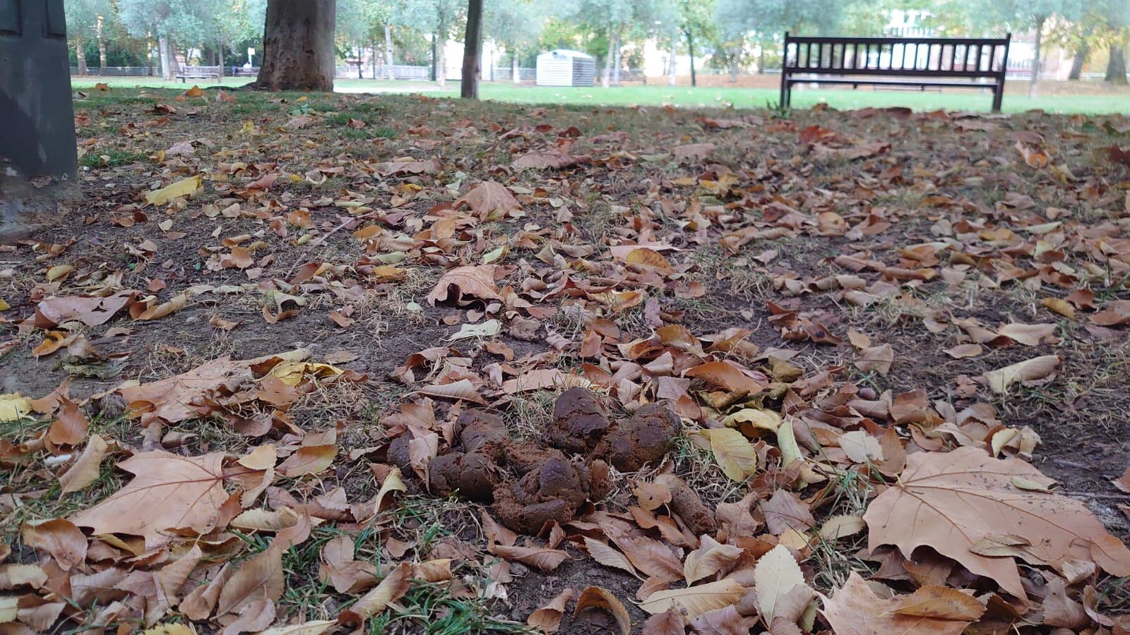 Excrementos de perro en el parque de Judimendi