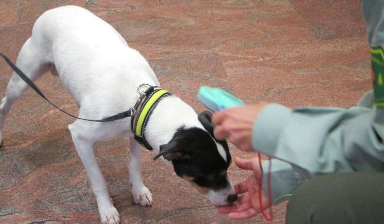 Foto de archivo de un perro con microchip 