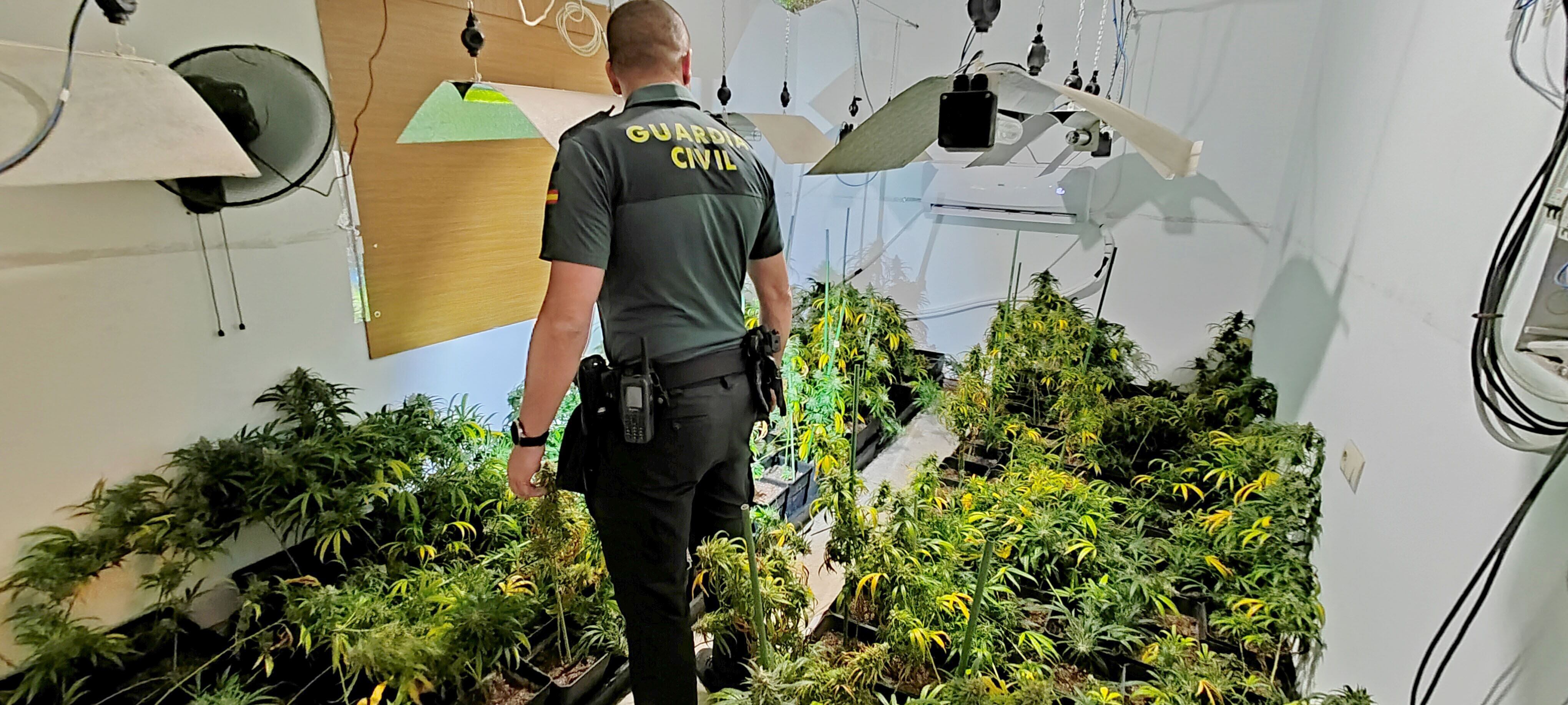 Un guardia civil observa las plantas de marihuana incautadas en la operación realizada en Chilluévar.