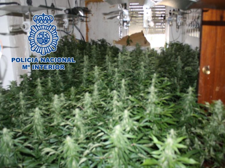 Plantación interior de marihuana desarticulada por la Policía Nacional en el distrito Norte de Granada