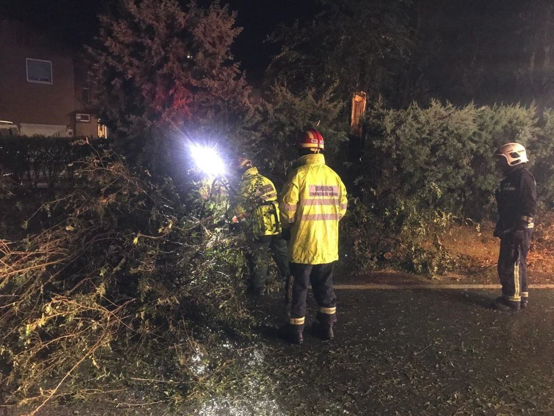 Bomberos trabajan para retirar un árbol en la Comunidad de Madrid 
 
 