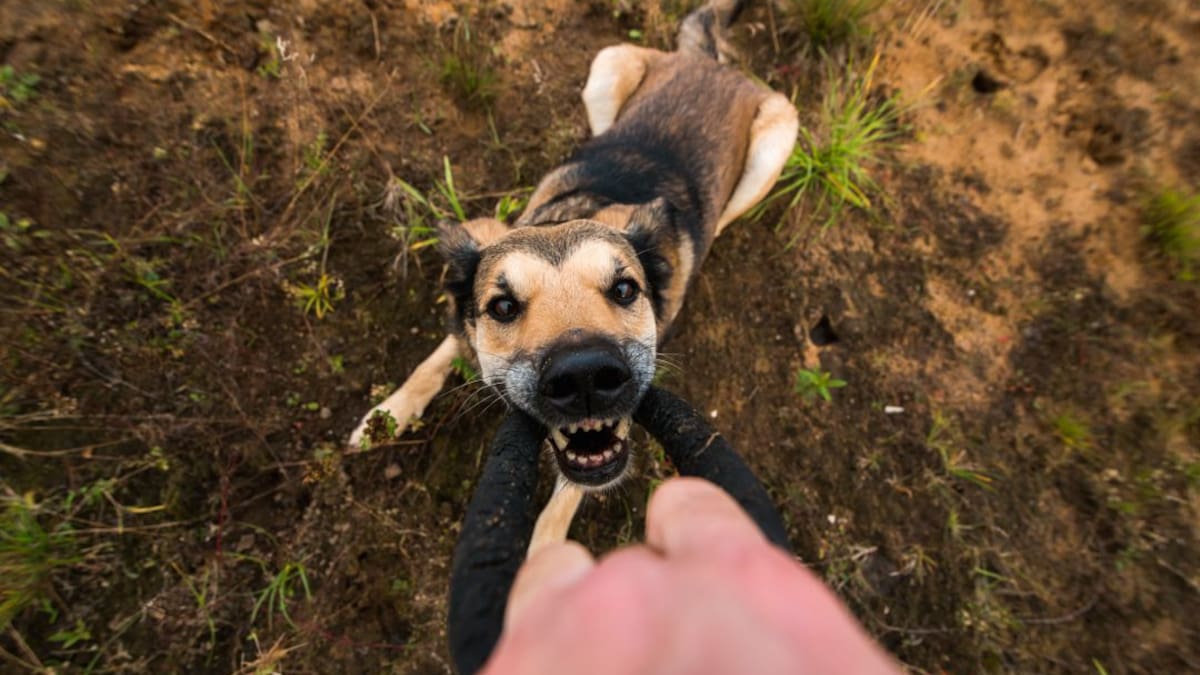 Un policía nacional fuera de servicio evita el ataque de dos perros a un hombre en Cangas