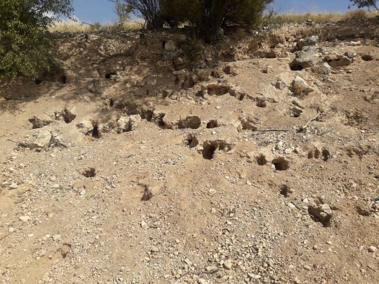 Madrigueras de conejo en la zona de La Alcarria