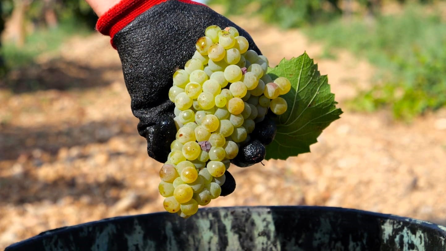 Vendimia en Bodega Enate. Foto: D.O.P. Somontano