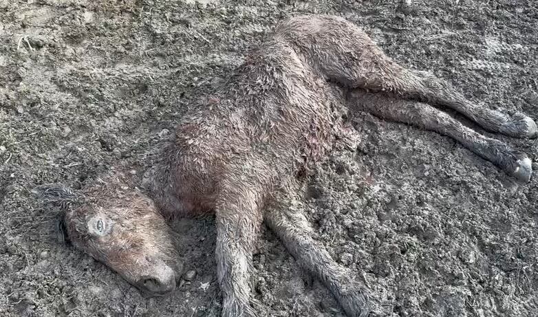 Potrillo muerto tras el paso de jabalíes en una finca de Ordizia.