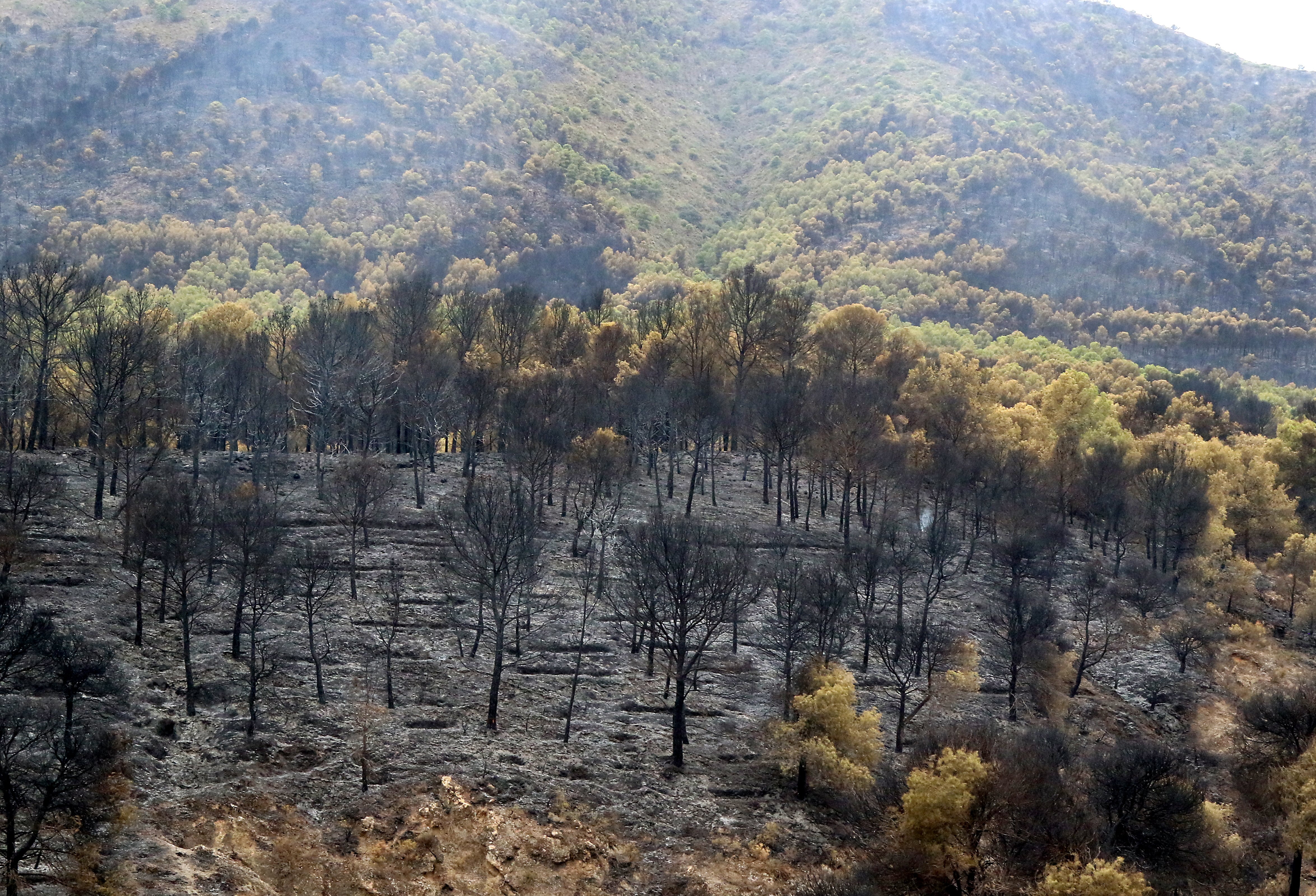 Vista de un área afectada por el incendio forestal de Los Guájares en las comarcas granadinas de la Costa y Lecrín.