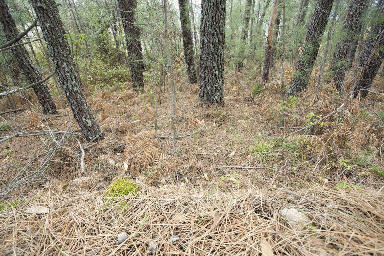 La baja humedad en el campo incrementa la probabilidad de ignición