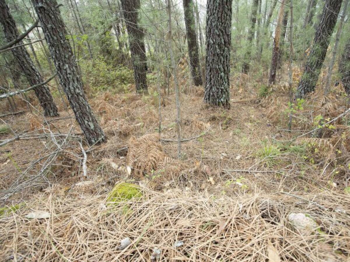 Ávila y el resto de Castilla y León en alerta por riesgo de incendios