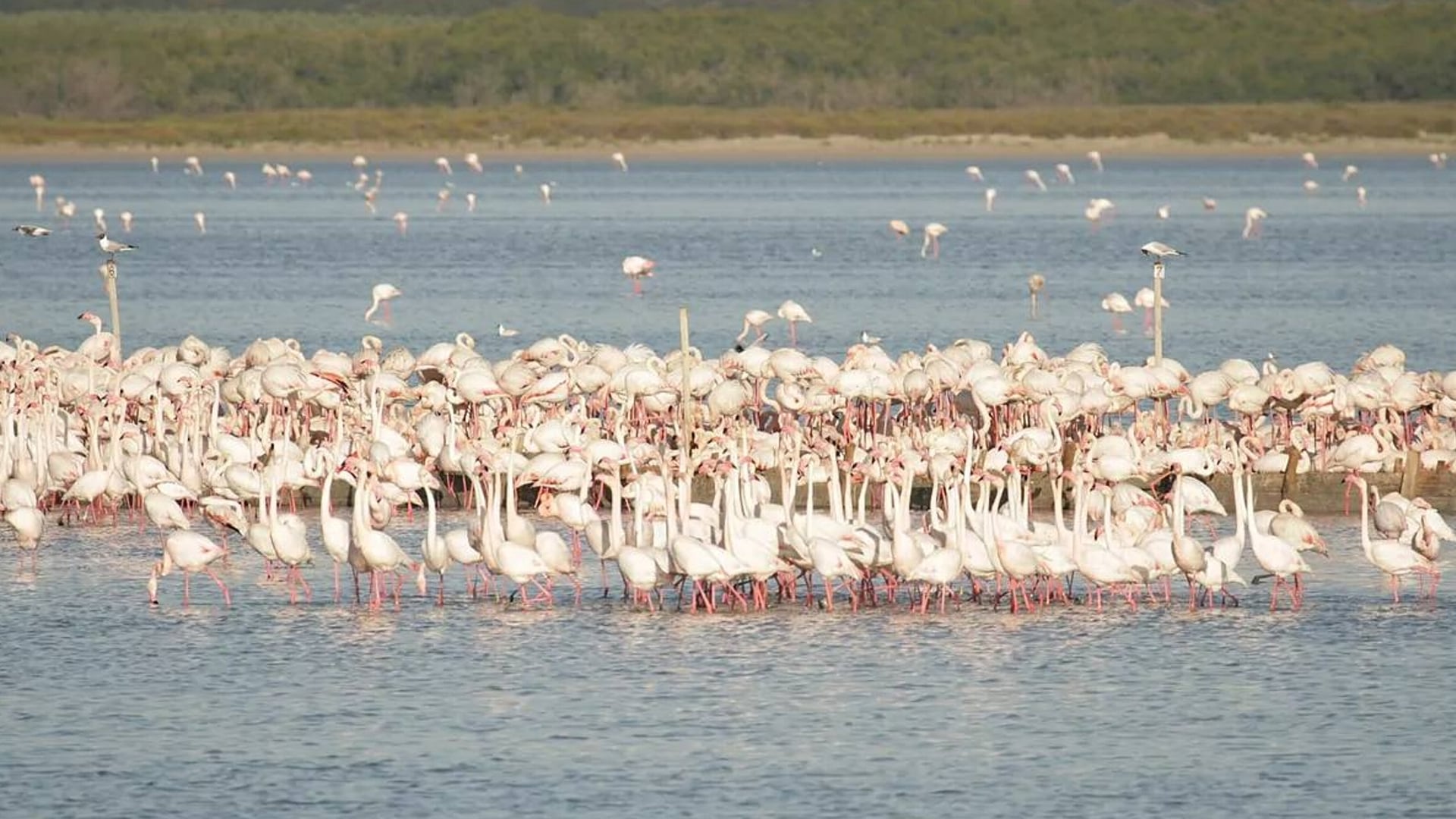 Colonia de flamencos en la Laguna de Fuente de Piedra