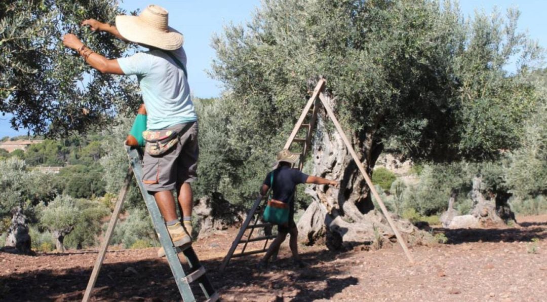 Payeses trabajando en el campo