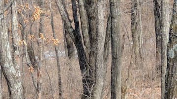 Nuevo leopardo camuflado en la naturaleza: ¿eres capaz de dar con él?