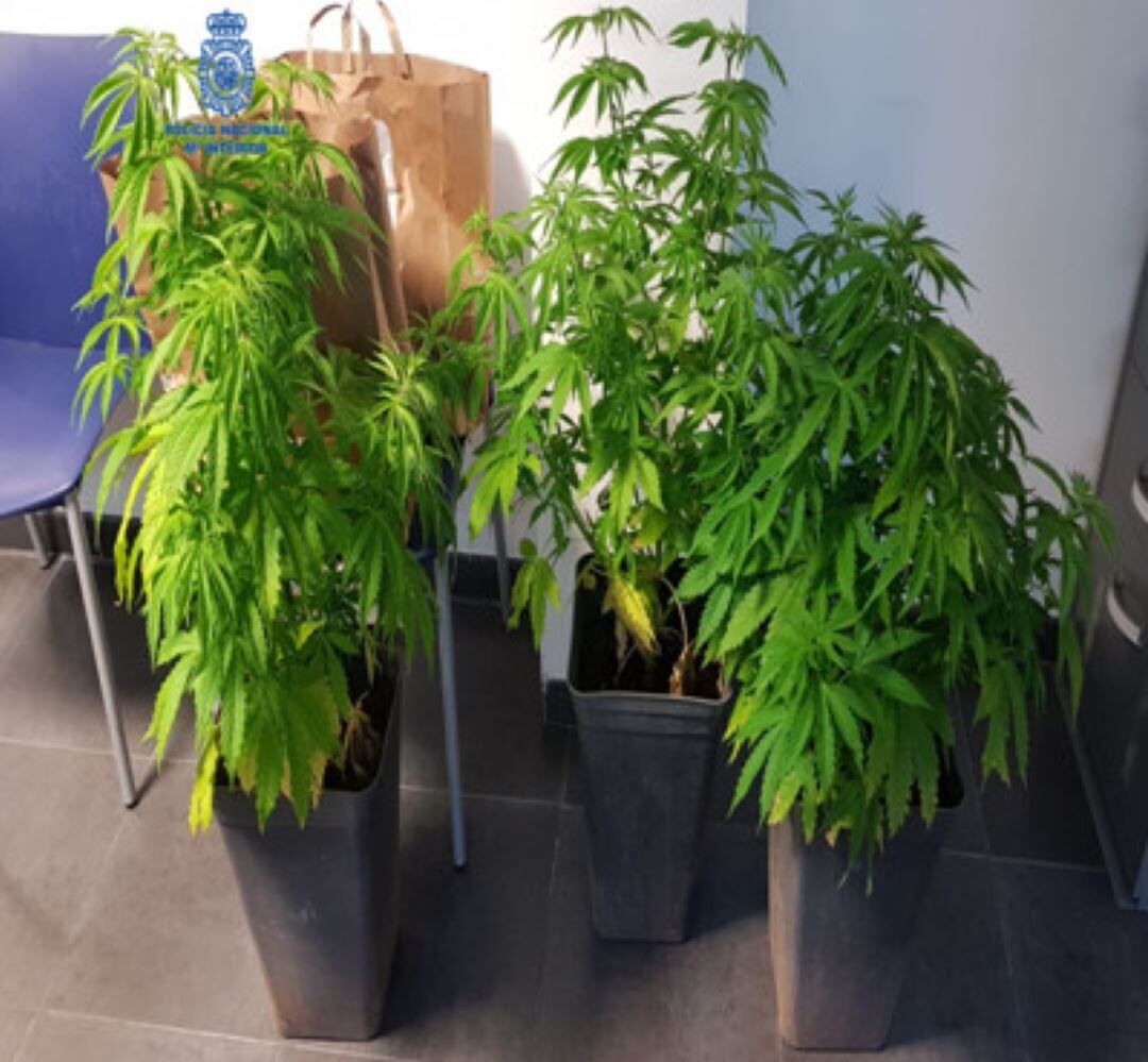 Plantes de marihuana trobades a la llar de Ciutadella.