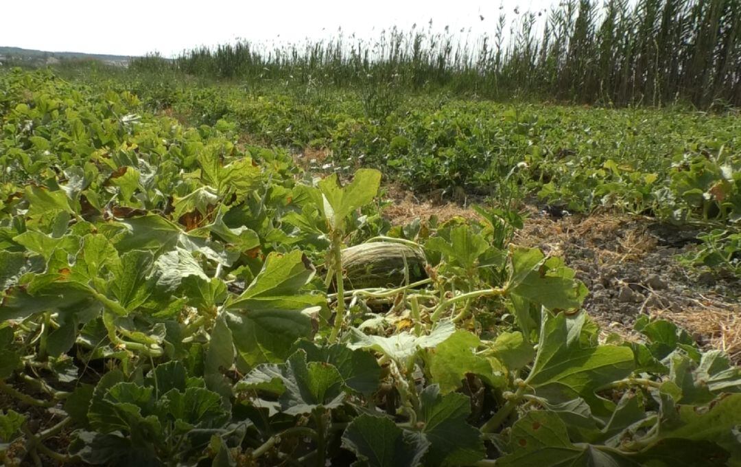Melón de Carrizales
