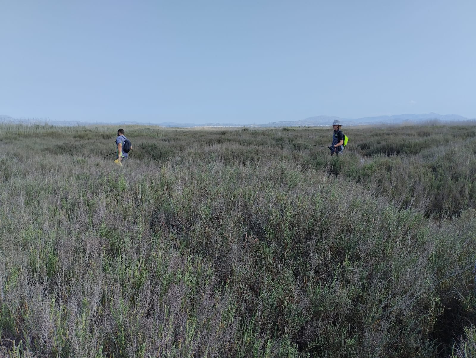 Fumigación de mosquitos en Elche