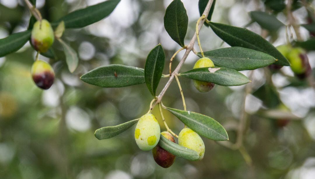 Aceitunas en un olivo.