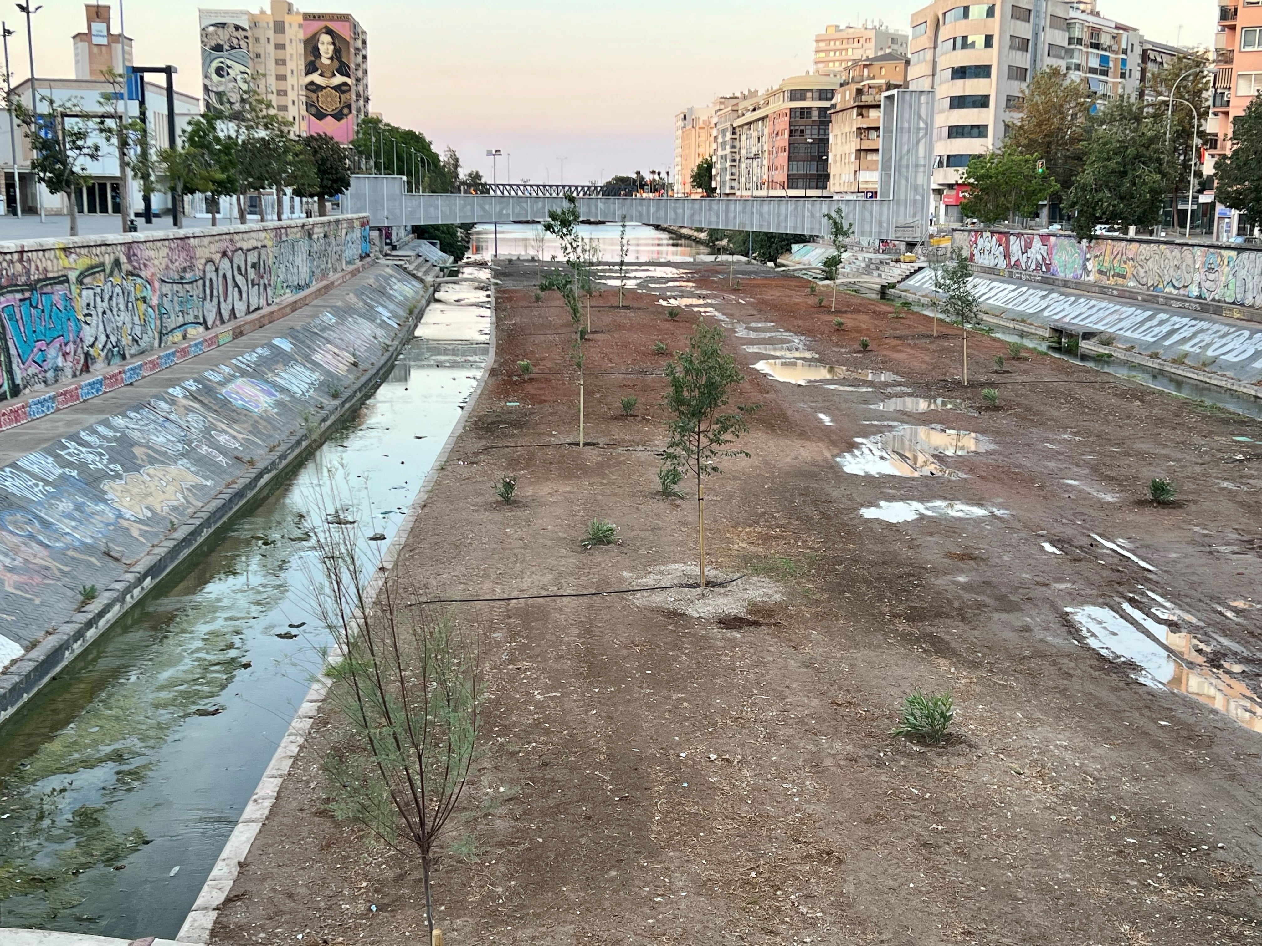 Los árboles que se han plantado en el cauce