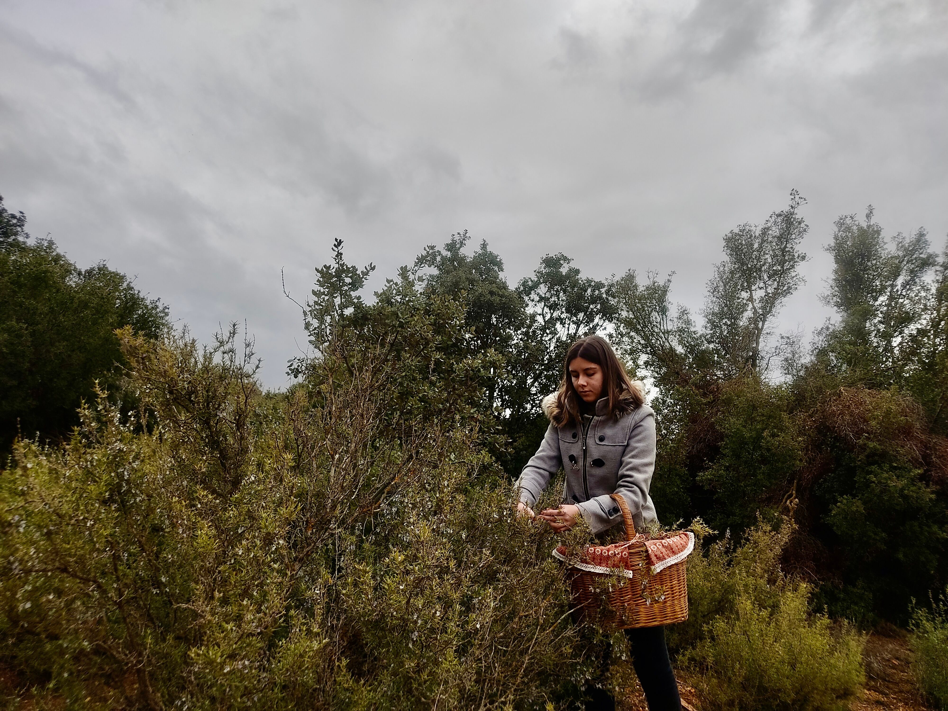 Carmen Manzano recolecta plantas en los campos de Villanueva de la Jara.