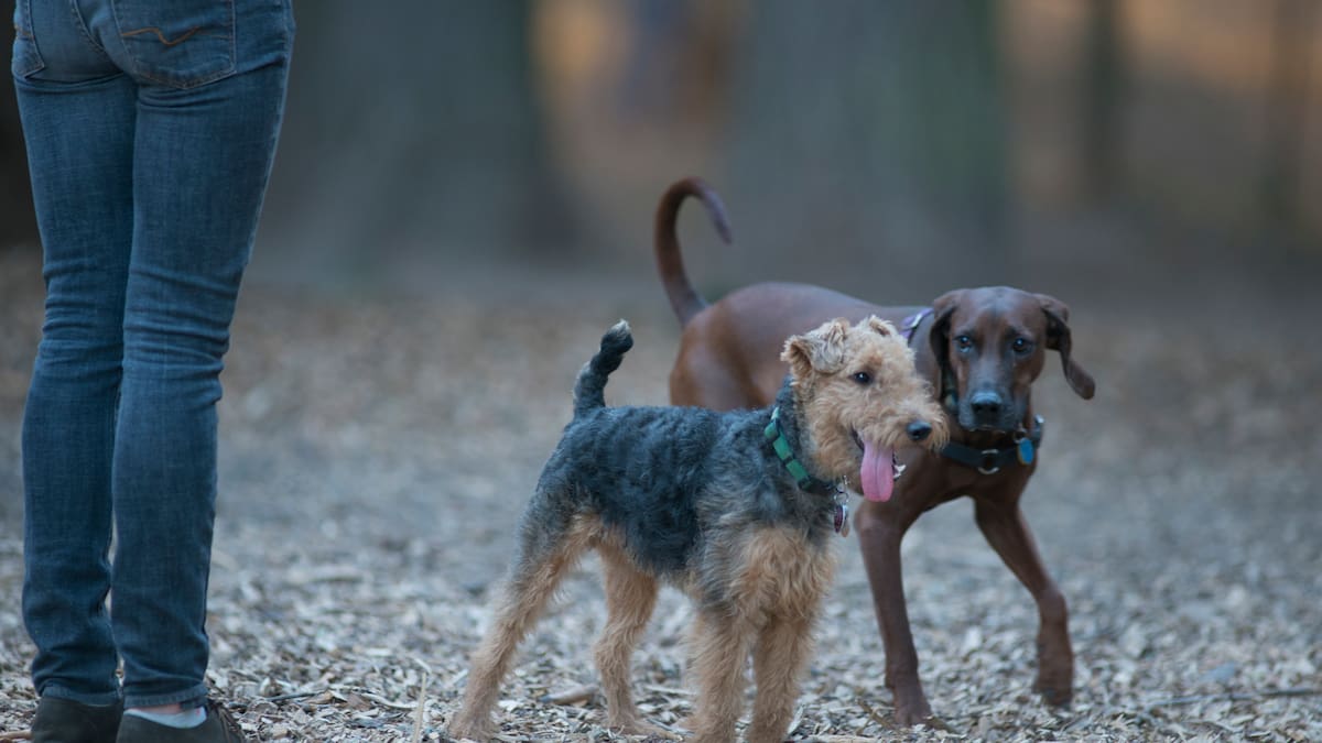 Un tribunal obliga a cerrar un pipicán en Salamanca por molestias acústicas a los vecinos
