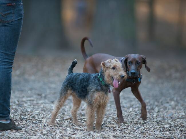 Gossos a un pipicán
