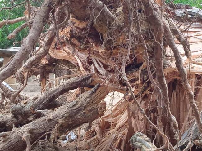 Un pino arrancado de cuajo en Viso del Marqués, en donde las rachas de viento llegaron a los 95 kilómetros por hora