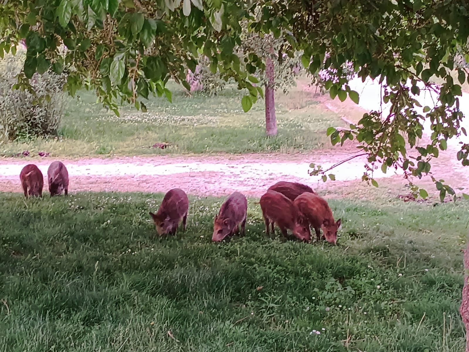 Un grupo de jabalíes en un parque urbano de San Sebastián de los Reyes