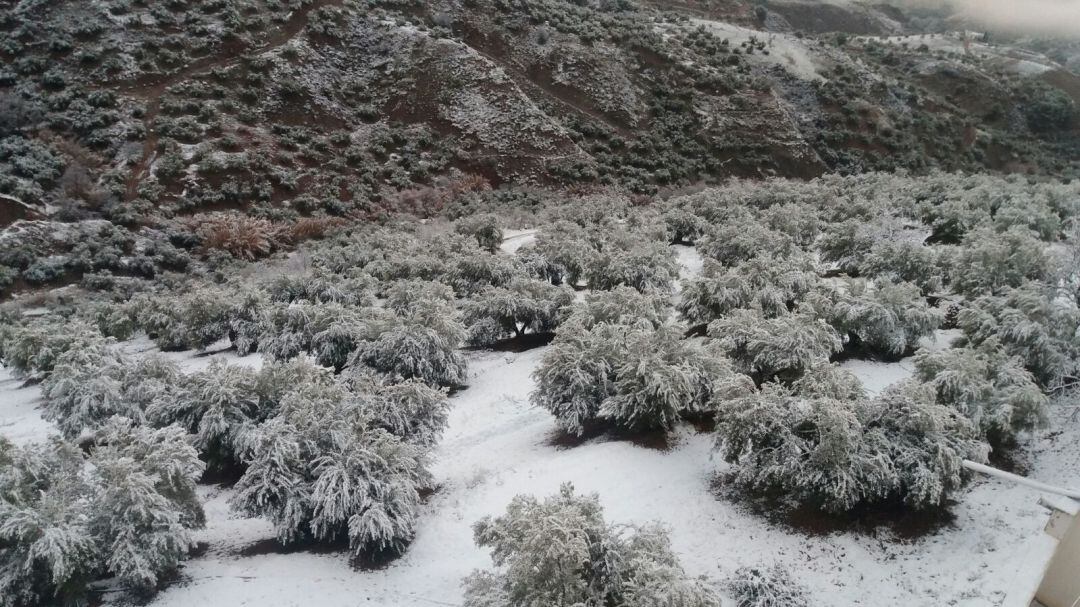 Olivos nevados durante una nevada anterior.