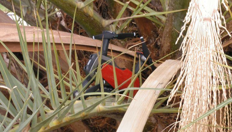 El drone encalado en una palmera