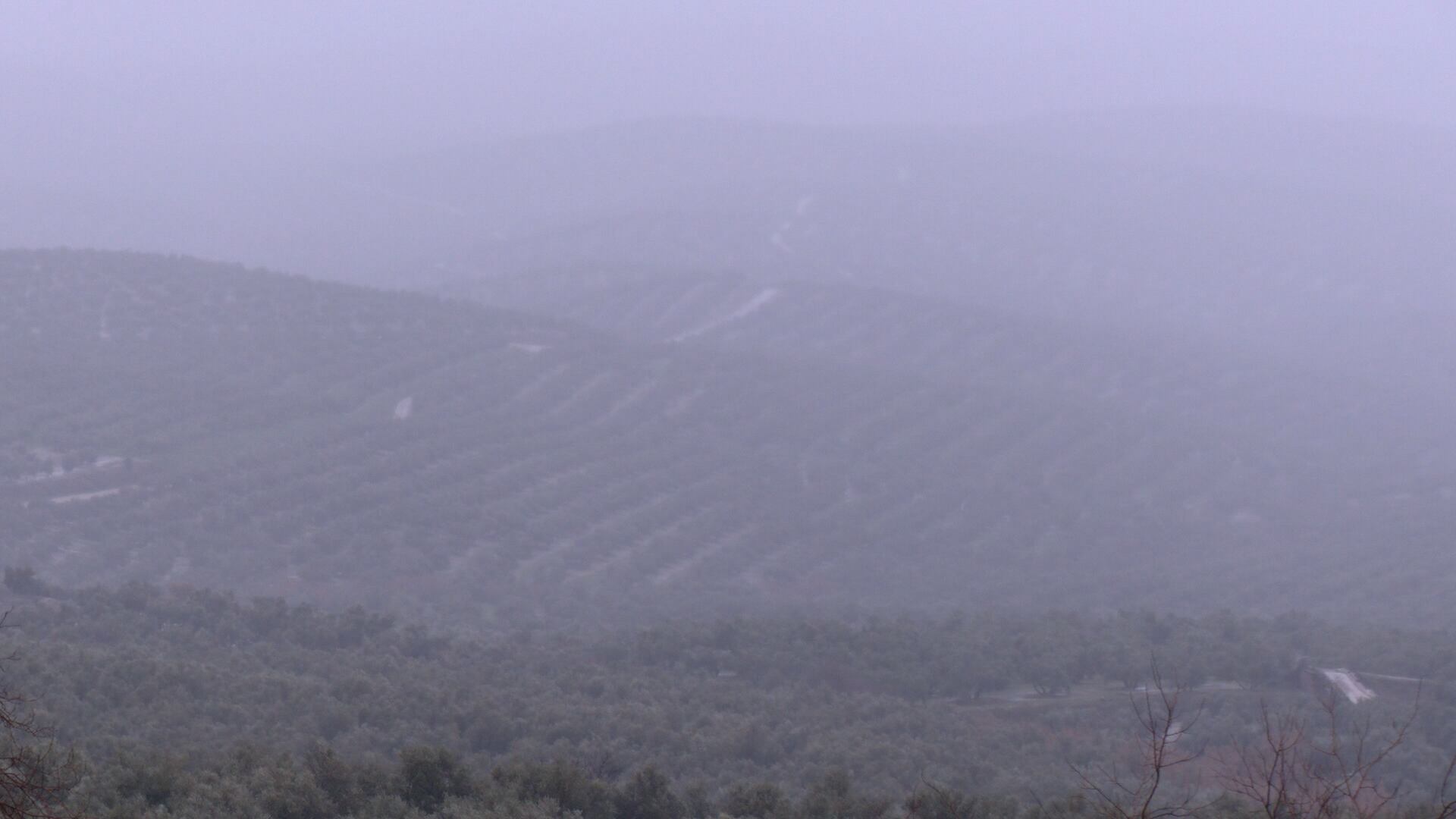 El olivar del marco de Úbeda durante las precipitaciones registradas en la ciudad, en la jornada de este miércoles