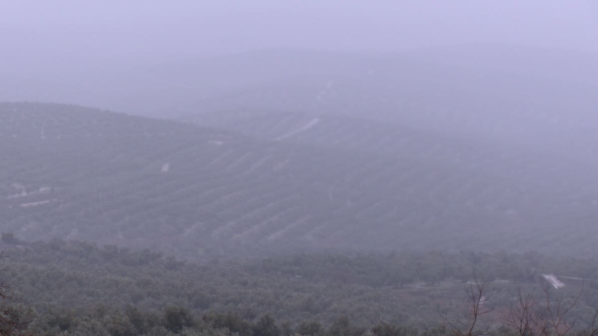 Las cooperativas del marco de Úbeda cifran en torno a un 30% la aceituna pendiente de recoger