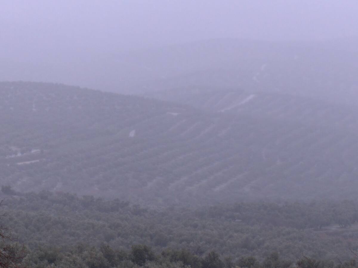 Las cooperativas del marco de Úbeda cifran en torno a un 30% la aceituna pendiente de recoger