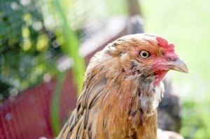 Ejemplar de gallina ameraucana