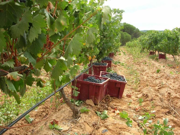 La cosecha de vino podría rondar los 20 millones de hectolitros.