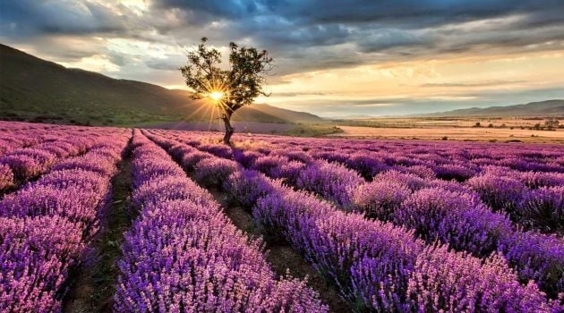 Campos de lavanda de Brihuega