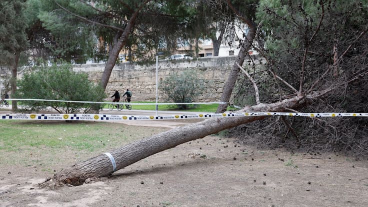 Consecuencias del viento