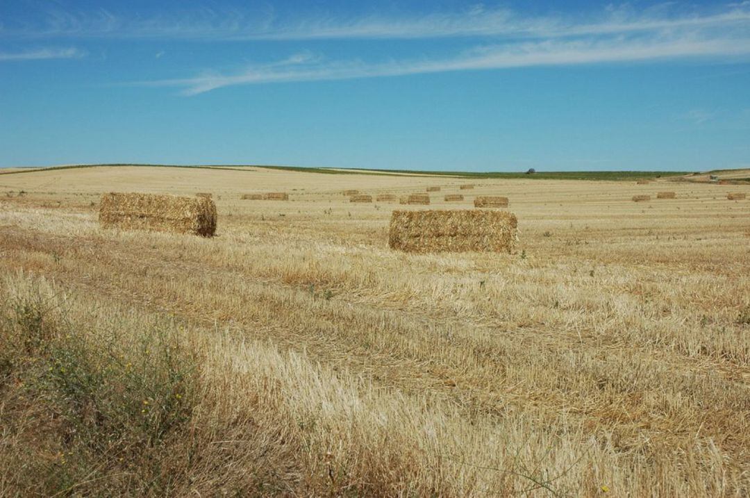 Un campo de cereal segado en Segovia