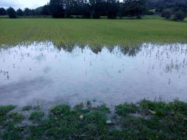 Cereal inundado y enfermo por humedad en Baños de Tajo