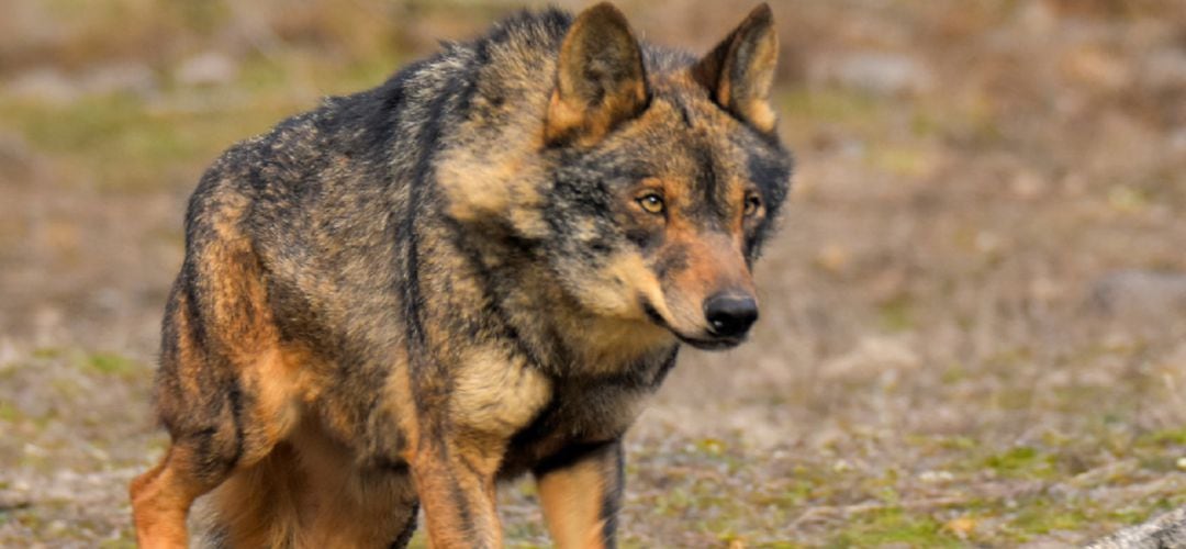 Lobo ibérico