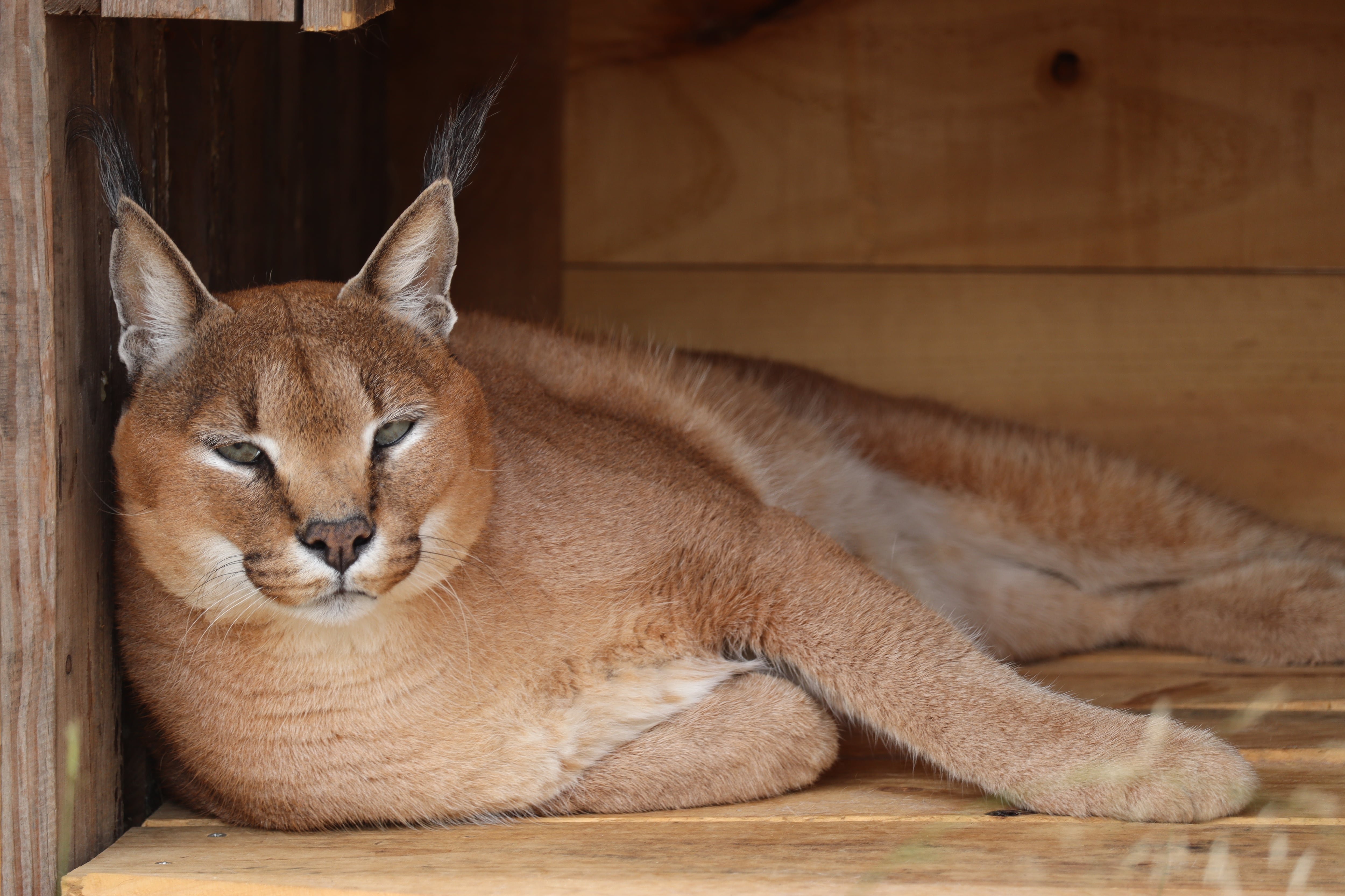 Caracal