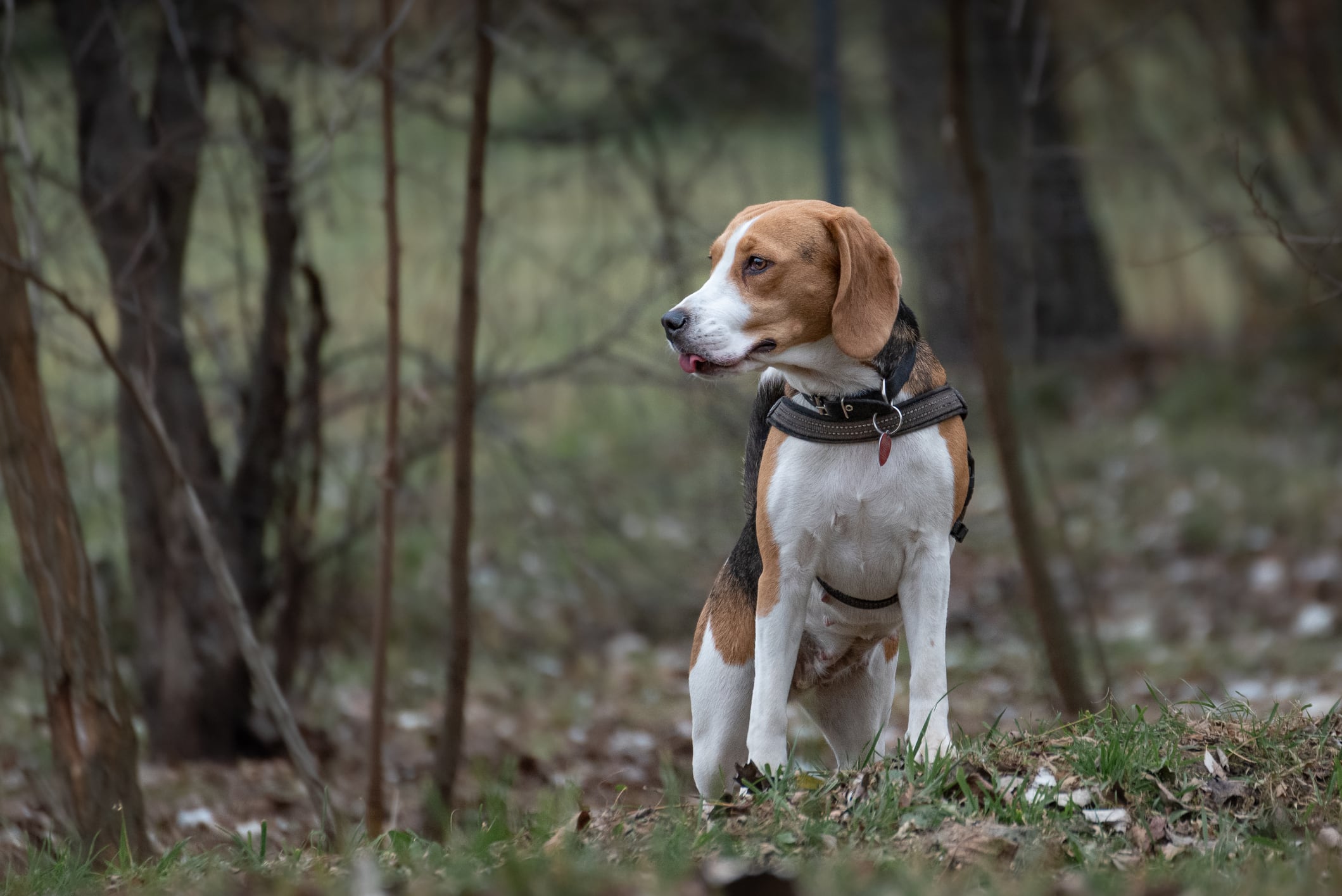 Un perro beagle, en una imagen de archivo