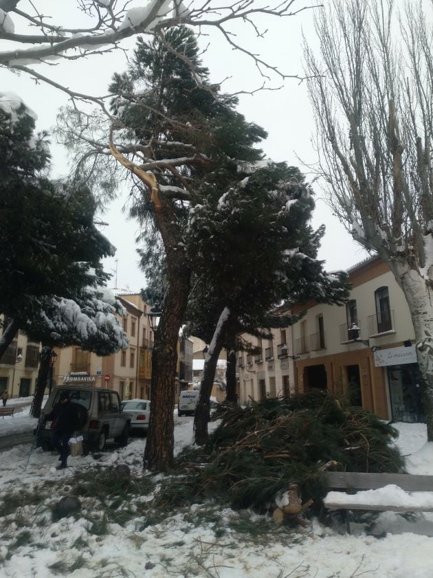 Uno de los pinos de la Plaza del Ejército ha quedado dañado por el peso de la nieve