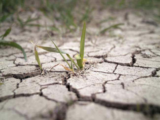 Efecto de la escasez de lluvia en el campo